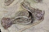 Plate Jimbacrinus Crinoid Fossils - Australia (Special Price) #68357-4